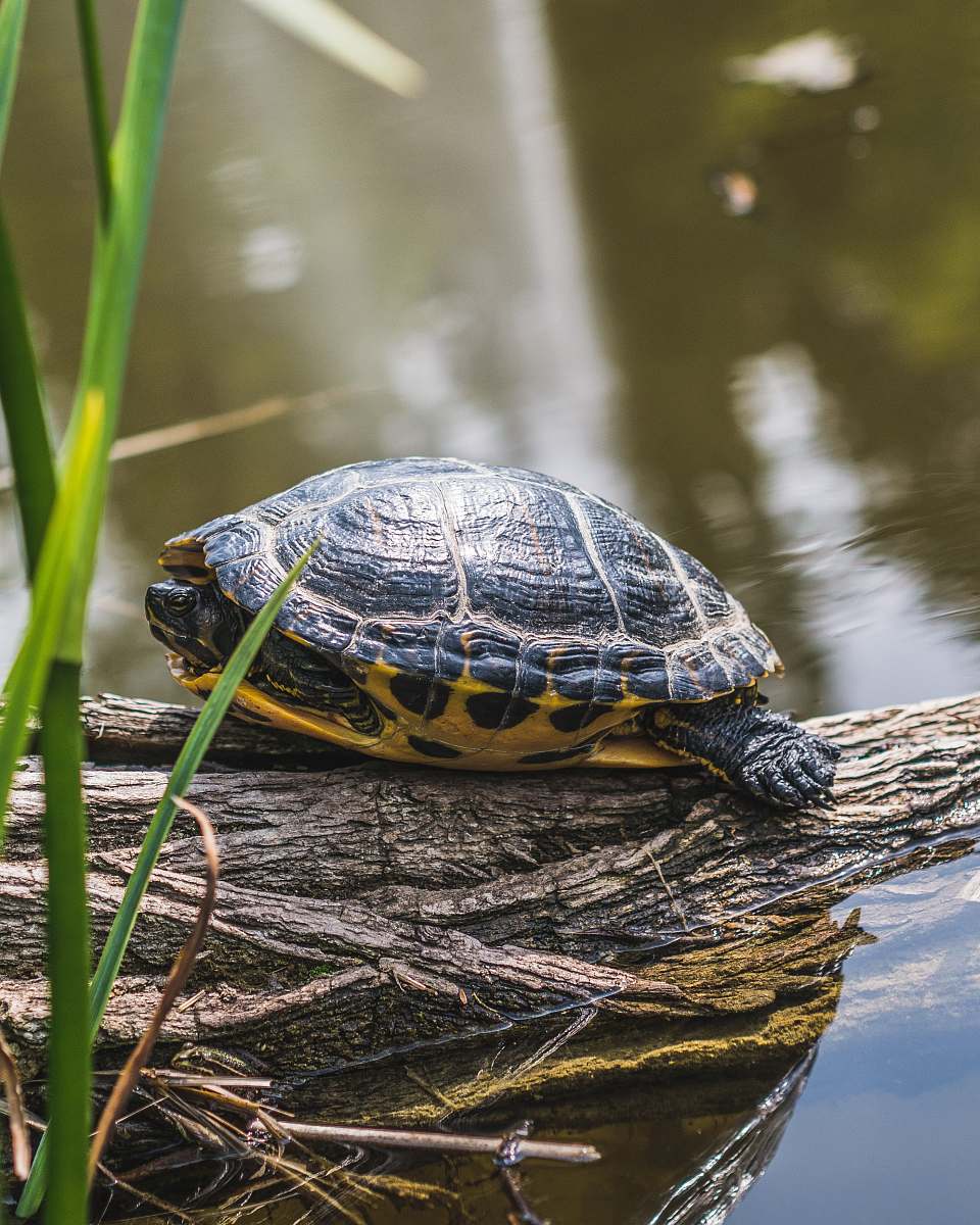 sea life black turtle reptile